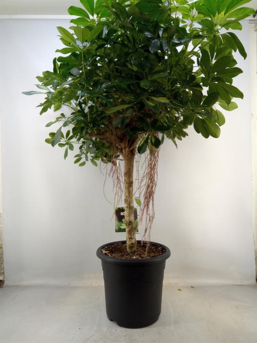 <h4>Schefflera arbor. 'Gold Capella'</h4>