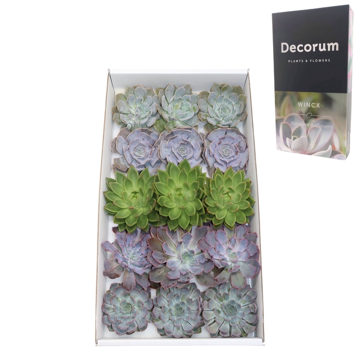 <h4>Echeveria Basic Mix (wincx) Cutfl (5 Spcs) Wincx-1</h4>