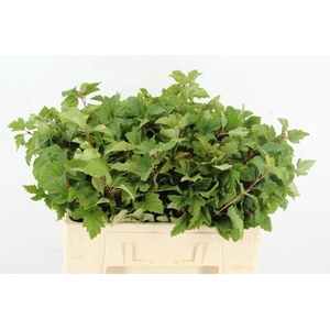 PHYSOCARPUSBLAD GREEN 060CM