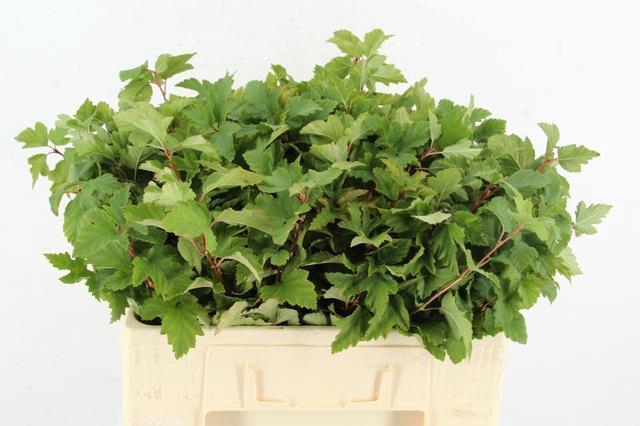 <h4>PHYSOCARPUSBLAD GREEN 060CM</h4>