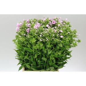 Phlox P Jeffs Pink