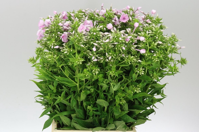 <h4>Phlox P Jeffs Pink</h4>