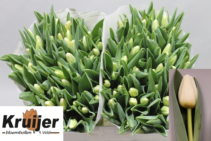 <h4>TU EN ANTARCTICA</h4>