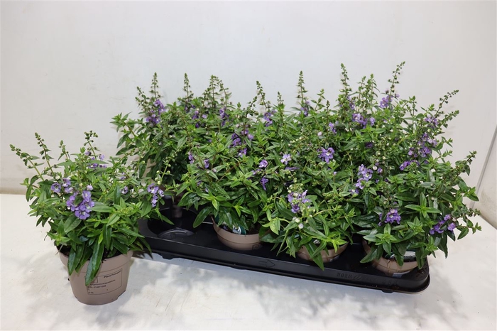 <h4>Ang Se Purple</h4>