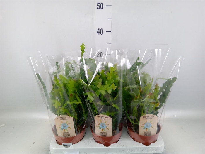 <h4>Epiphyllum anguliger</h4>