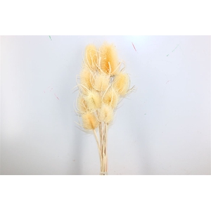 Dried Cardistella Bleached P Stem