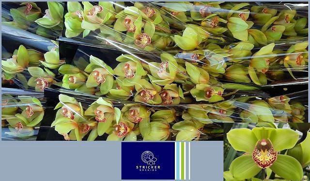 <h4>CYMB T MELISSA</h4>