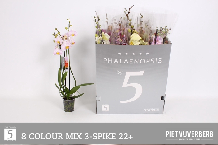 <h4>PHAL GEM 8 KL</h4>