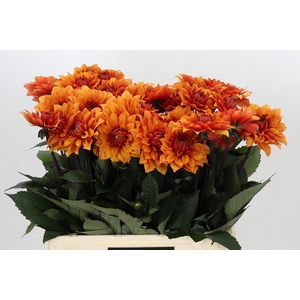 Dahlia Statue of Orange