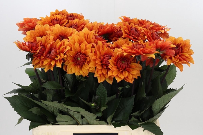 <h4>Dahlia Statue of Orange</h4>