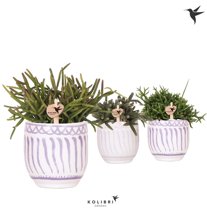 <h4>Rhipsalis Gemengd Keramiek Granada</h4>