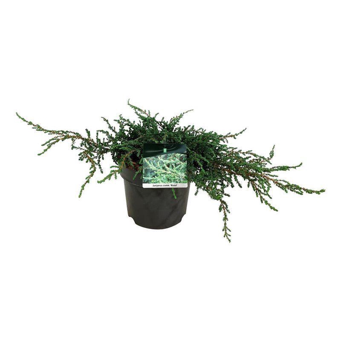 <h4>Juniperus comm. 'Ristol'</h4>