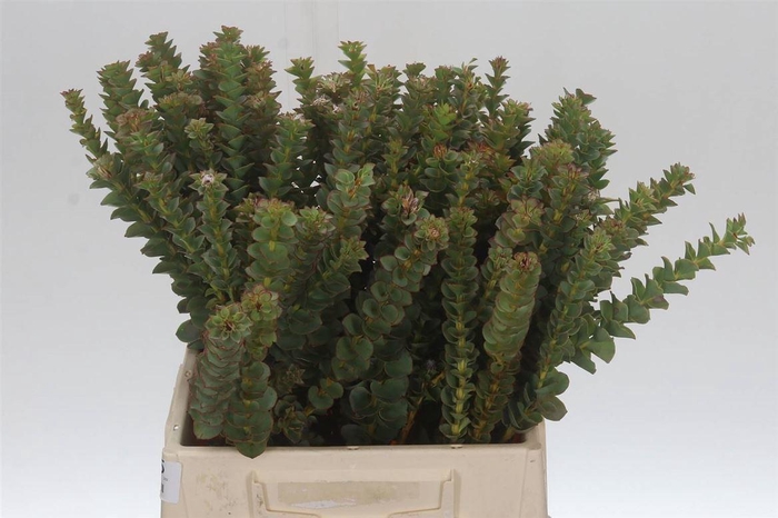 <h4>Paranomus Reflexus</h4>