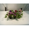 VIOLETA MINI P06