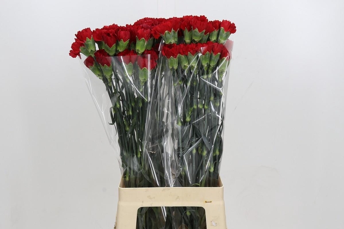 <h4>Dianthus St Don Pedro</h4>