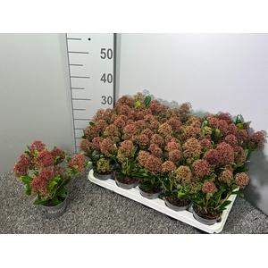 Skimmia japonica 'Rubesta Jos'