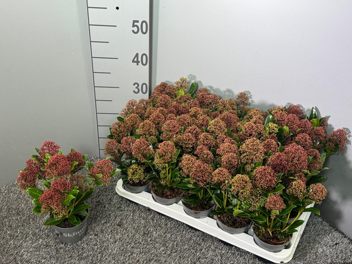 <h4>Skimmia japonica 'Rubesta Jos'</h4>