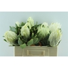 Protea Cynaroides White