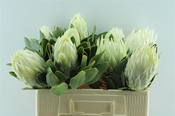 <h4>Protea Cynaroides White</h4>