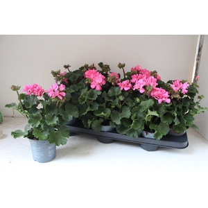 PEL ZON TOSC SIL ANN