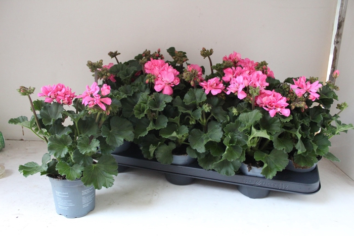 <h4>PEL ZON TOSC SIL ANN</h4>