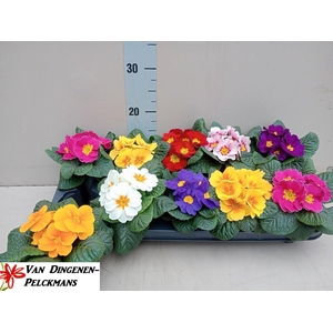 PRIM ACAULIS GEMENGD