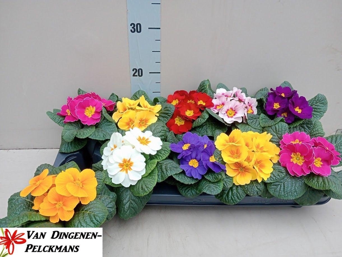 <h4>PRIM ACAULIS GEMENGD</h4>