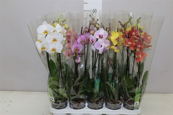 <h4>Phal Gemengd 2 Tak 16+</h4>