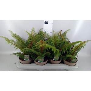 Cyathea tomentosissima