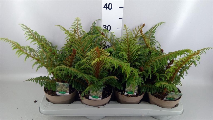 <h4>Cyathea tomentosissima</h4>