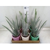 Arr.   Planten L%
