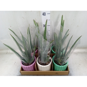 Arr.   Planten L%
