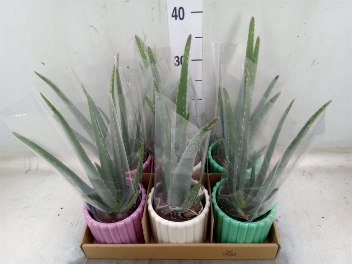 <h4>Arr.   Planten L%</h4>