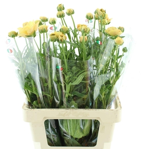 Ran Nat Moderna Miele