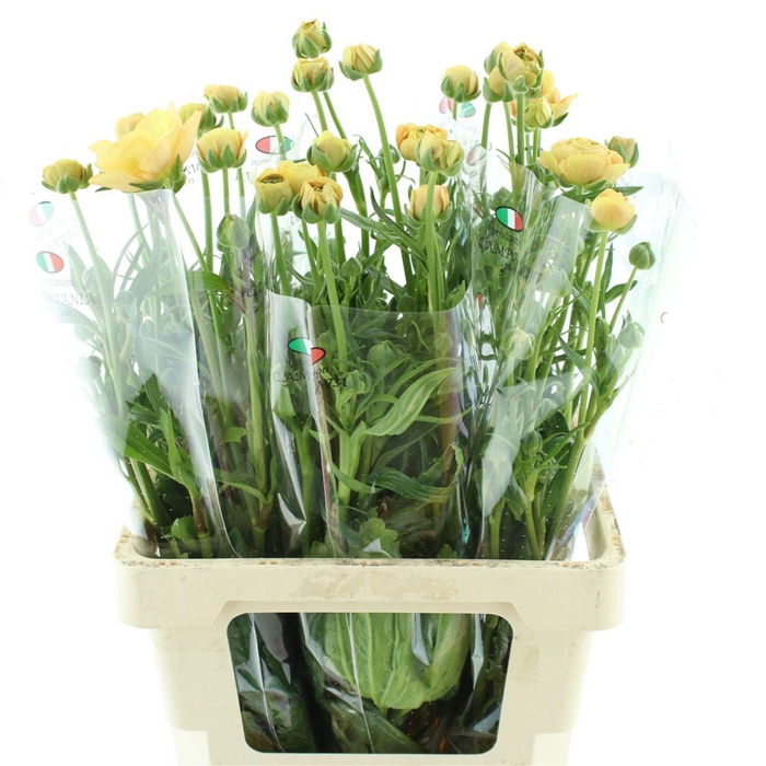 <h4>Ran Nat Moderna Miele</h4>