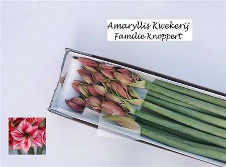 <h4>Hipp Gervase</h4>