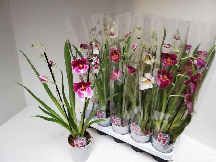 <h4>Miltoniopsis   ...</h4>