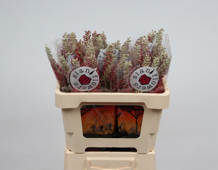 <h4>GREVI MISTY RED</h4>