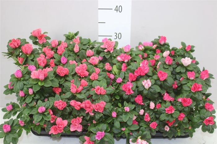 <h4>Rhododendron Si Gemengd</h4>