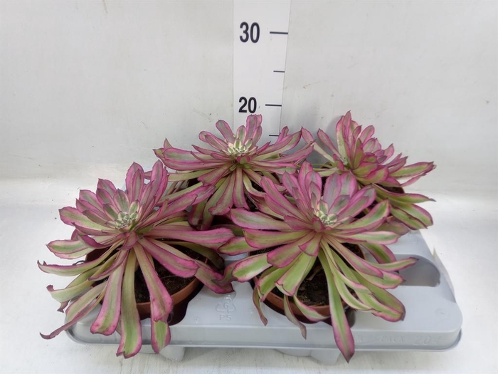 <h4>Aeonium ...</h4>