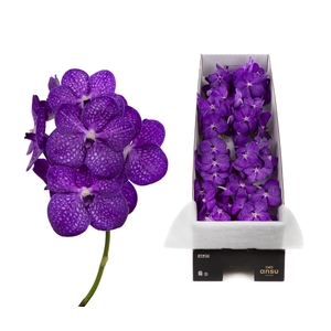 Vanda Bright Purple X8