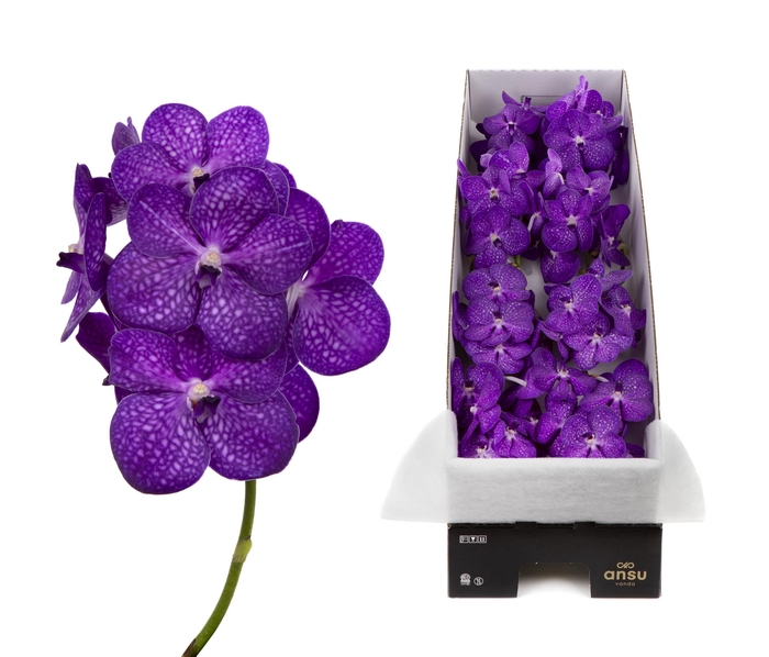 <h4>Vanda Bright Purple X8</h4>