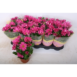 CHRYS JACKSON PURPLE