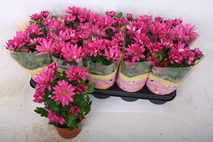 <h4>CHRYS JACKSON PURPLE</h4>