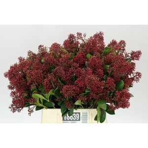 Skimmia J Rubella Red