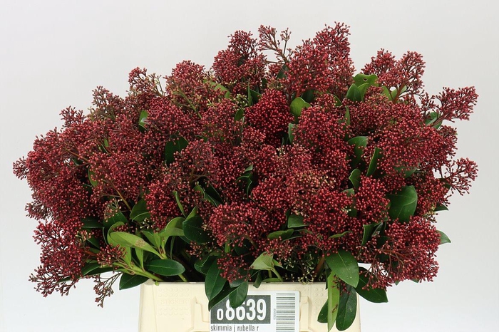 <h4>Skimmia J Rubella Red</h4>
