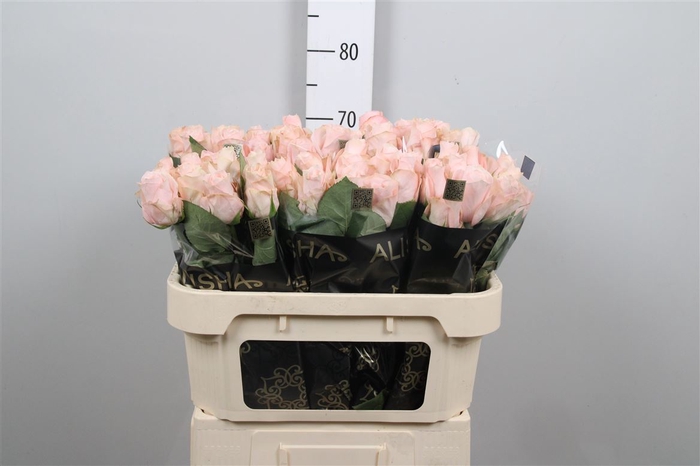 <h4>R Gr Pomarosa</h4>