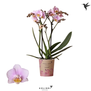 Kolibri Phal 2-Tak Netherlands