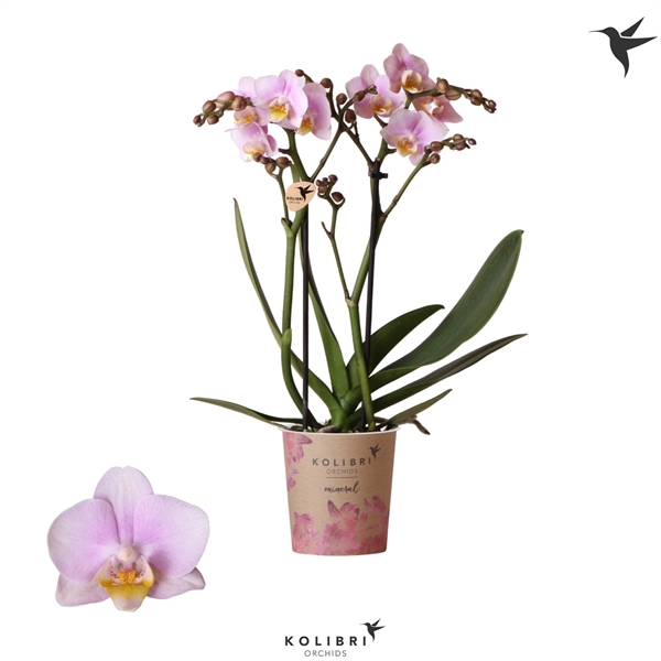 <h4>Kolibri Phal 2-Tak Netherlands</h4>