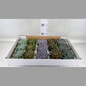 Echeveria   ...mix